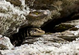 Otago skink