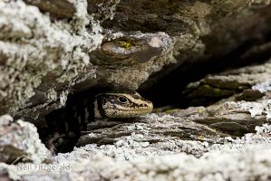 Otago skink