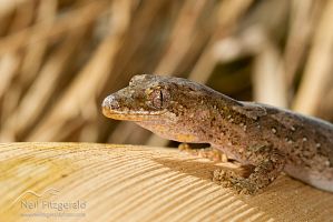 Pacific gecko