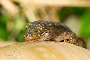 Pacific gecko