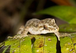 Pacific gecko
