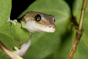Pacific gecko and mites