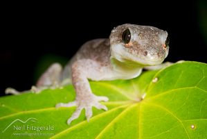 Pacific gecko