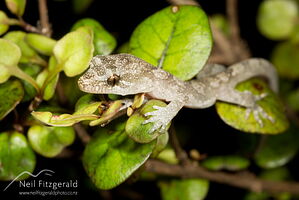 Pacific gecko