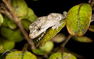 Pacific gecko