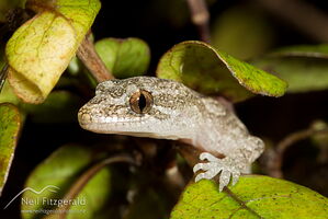 Pacific gecko