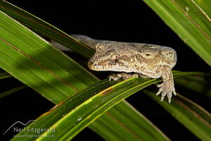Pacific gecko