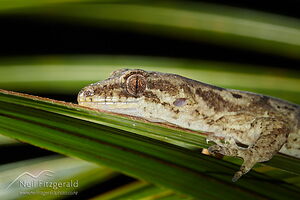 Pacific gecko