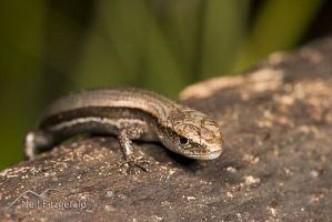 Rainbow skink