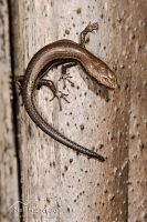 Rainbow skink