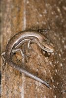 Rainbow skink