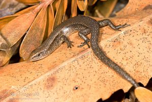 Rainbow skink
