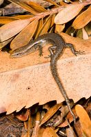 Rainbow skink