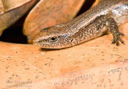 Rainbow skink