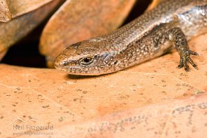 Rainbow skink
