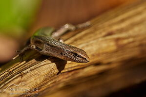 Plague skink