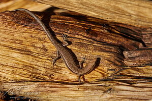Plague skink