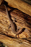 Plague skink