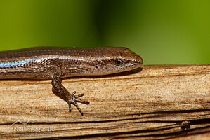 Plague skink