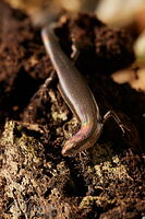 Plague skink