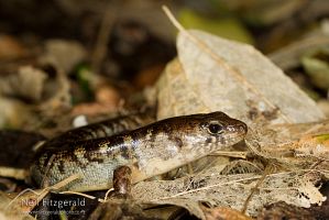 Robust skink