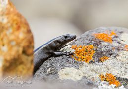 Shore skink