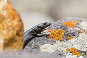 Shore skink