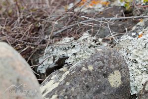 Shore skink