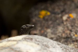 Shore skink