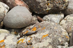Shore skink
