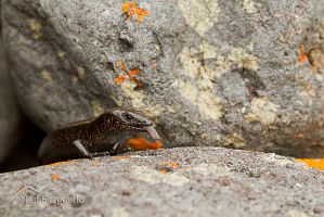 Shore skink