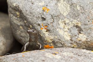 Shore skink