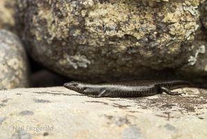 Shore skink