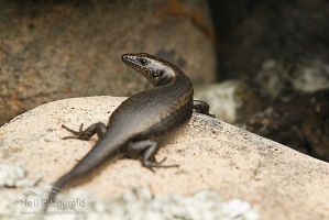 Shore skink