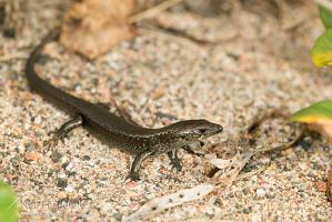Shore skink