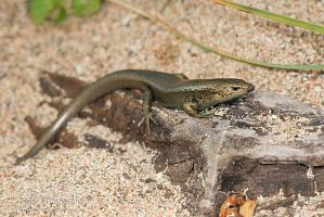 Shore skink