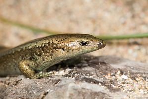 Shore skink portrait