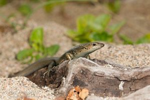 Shore skink