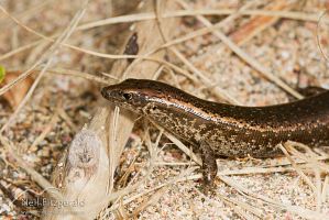 Shore skink