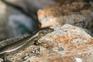 Shore skink