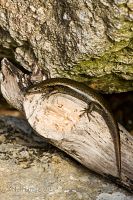 Shore skink