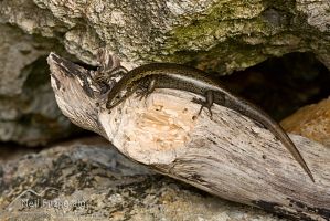 Shore skink