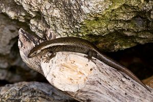 Shore skink