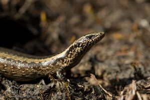 Shore skink