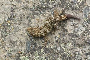 Southern Alps gecko
