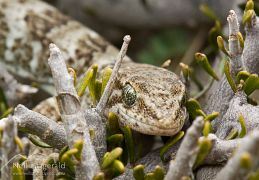 Southern Alps gecko