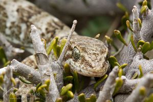 Southern Alps gecko