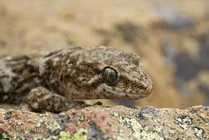 Southern Alps gecko