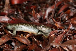 Suter's skink