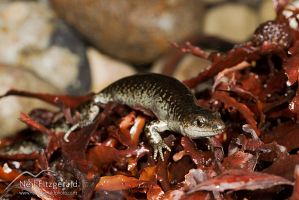 Suter's skink